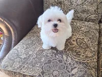 Mango, a male Maltese for sale in Santa Clarita, CA – 4 of 4