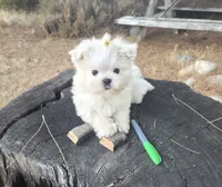 Pumpkin, a male Maltese for sale in Santa Clarita, CA – 3 of 5