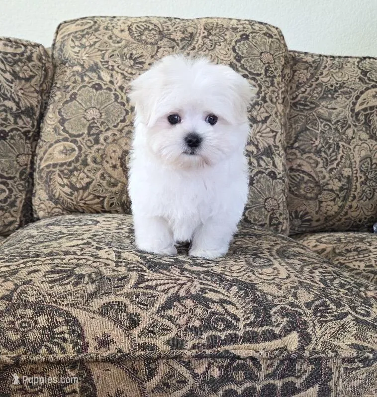 Oliver – Maltese puppy for sale in Santa Clarita, CA