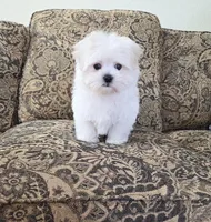 Oliver, a male Maltese for sale in Santa Clarita, CA – Photo 1 of 3