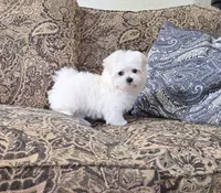 Oliver, a male Maltese for sale in Santa Clarita, CA – Photo 3 of 3