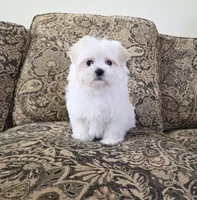 Oliver, a male Maltese for sale in Santa Clarita, CA – Photo 2 of 3