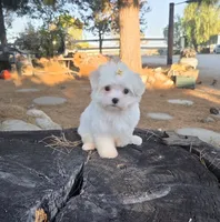 Honey, a female Maltese for sale in Santa Clarita, CA – 4 of 4