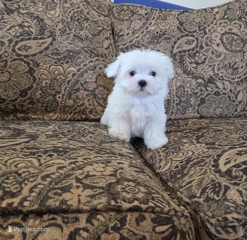 Cheeto – Maltese puppy for sale in Santa Clarita, CA