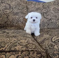 Cheeto, a female Maltese for sale in Santa Clarita, CA – 1 of 2