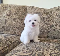 Orange, a male Maltese for sale in Santa Clarita, CA – 2 of 3