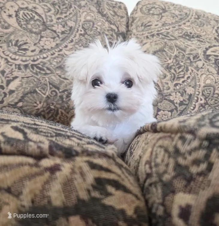 Owl – Maltese puppy for sale in Santa Clarita, CA
