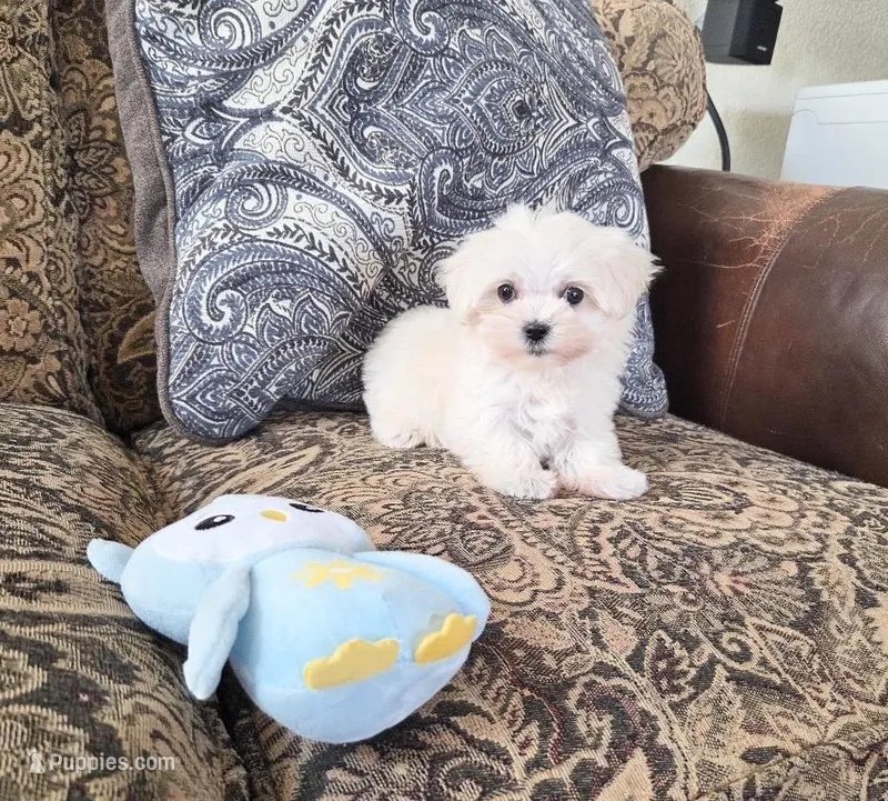 Owl – Maltese puppy for sale in Santa Clarita, CA