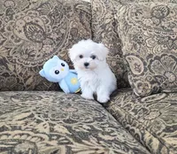 Owl, a female Maltese for sale in Santa Clarita, CA – Photo 3 of 3