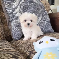 Owl, a female Maltese for sale in Santa Clarita, CA – Photo 2 of 3