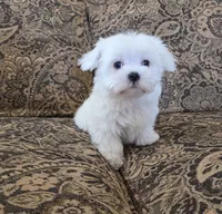 Cheeto, a female Maltese for sale in Santa Clarita, CA – 2 of 2