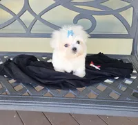 Mater, a male Maltese for sale in Santa Clarita, CA – 2 of 3