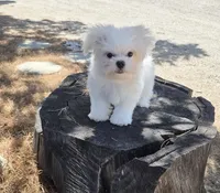Chicken, a male Maltese for sale in Santa Clarita, CA – 3 of 3