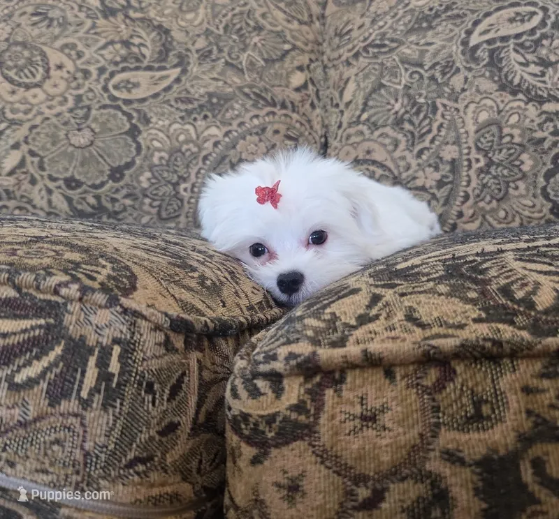 Orange – Maltese puppy for sale in Santa Clarita, CA