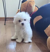 Waffle, a female Maltese for sale in Santa Clarita, CA – 1 of 3