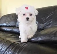 Maple, a female Maltese for sale in Santa Clarita, CA – 2 of 2