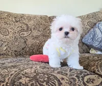 Donut (Male), a  Maltese for sale in Santa Clarita, CA – 2 of 4