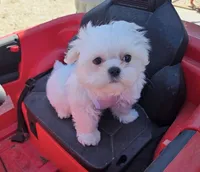 Bunny (Female), a  Maltese for sale in Santa Clarita, CA – 2 of 3