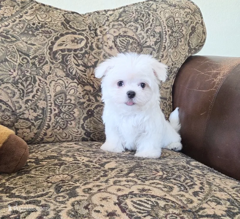 Biscuit – Maltese puppy for sale in Santa Clarita, CA