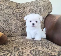 Biscuit, a male Maltese for sale in Santa Clarita, CA – 1 of 3