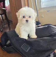 Pancake, a male Maltese for sale in Santa Clarita, CA – 2 of 4