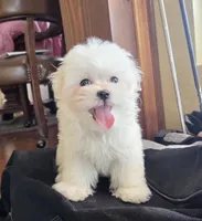 Pancake, a male Maltese for sale in Santa Clarita, CA – 4 of 4