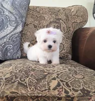 Rosie, a female Maltese for sale in Santa Clarita, CA – Photo 3 of 4