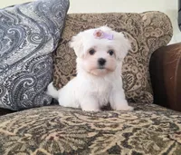 Rosie, a female Maltese for sale in Santa Clarita, CA – Photo 4 of 4