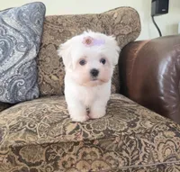 Rosie, a female Maltese for sale in Santa Clarita, CA – Photo 1 of 4