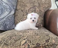Rosie, a female Maltese for sale in Santa Clarita, CA – Photo 2 of 4