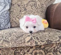 Belle, a female Maltese for sale in Santa Clarita, CA – Photo 2 of 5
