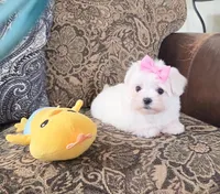 Belle, a female Maltese for sale in Santa Clarita, CA – Photo 4 of 5