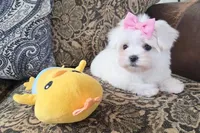 Belle, a female Maltese for sale in Santa Clarita, CA – Photo 3 of 5