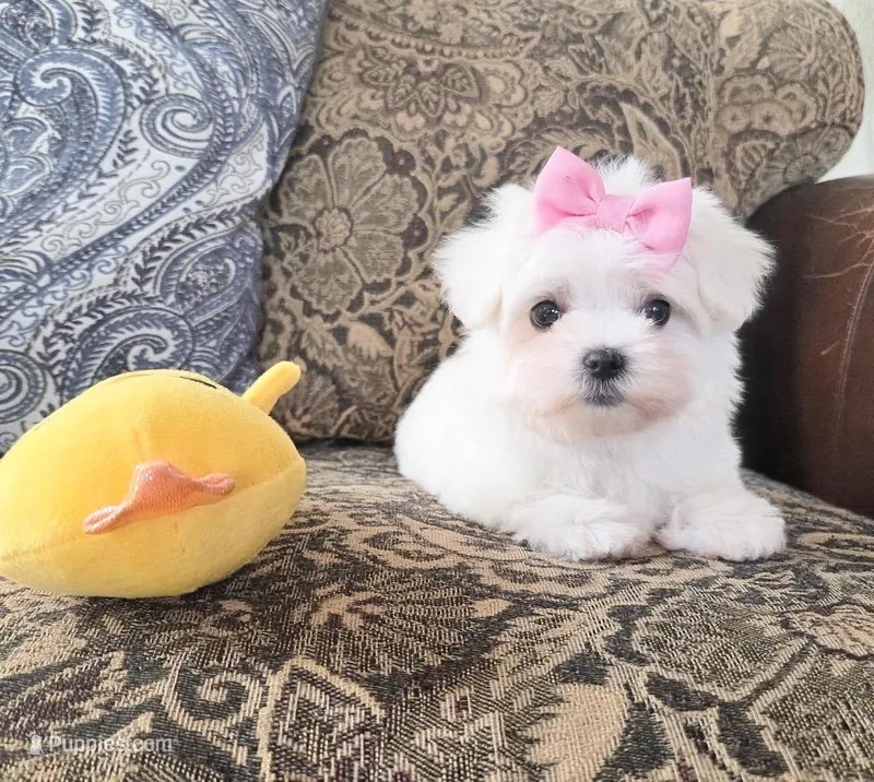 Belle – Maltese puppy for sale in Santa Clarita, CA