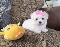 Belle, a female Maltese for sale in Santa Clarita, CA – Photo 5 of 5