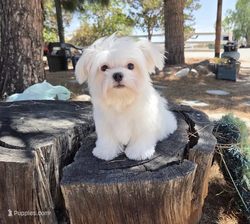 Chicken – Maltese puppy for sale in Santa Clarita, CA