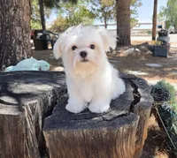 Chicken, a male Maltese for sale in Santa Clarita, CA – 1 of 3