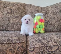 Mango, a male Maltese for sale in Santa Clarita, CA – 3 of 4