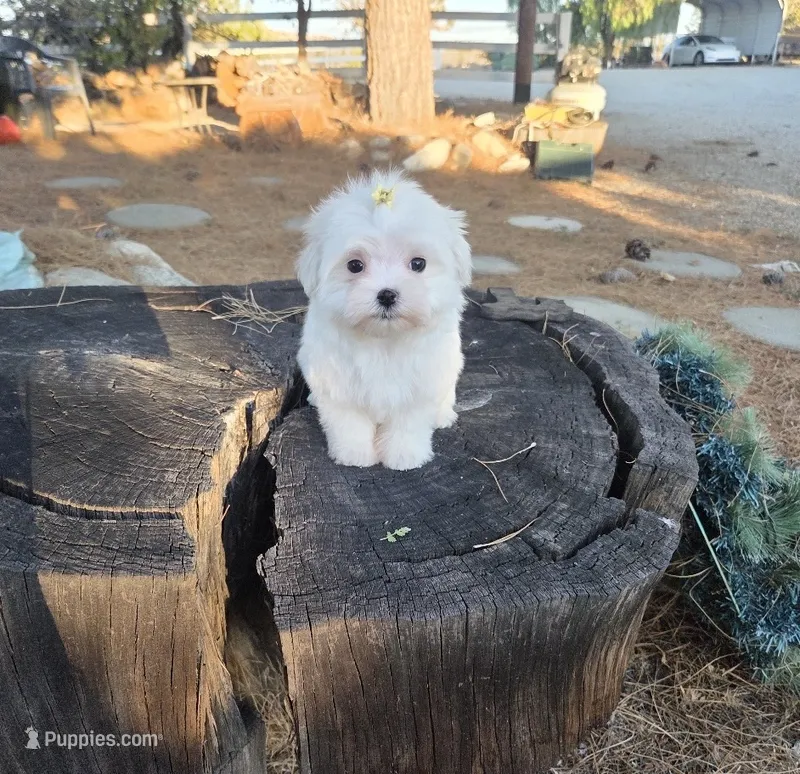 Honey – Maltese puppy for sale in Santa Clarita, CA