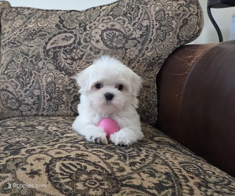 Lightning – Maltese puppy for sale in Santa Clarita, CA