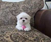 Lightning, a male Maltese for sale in Santa Clarita, CA – 1 of 2