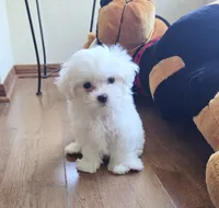 Waffle, a female Maltese for sale in Santa Clarita, CA – 3 of 3