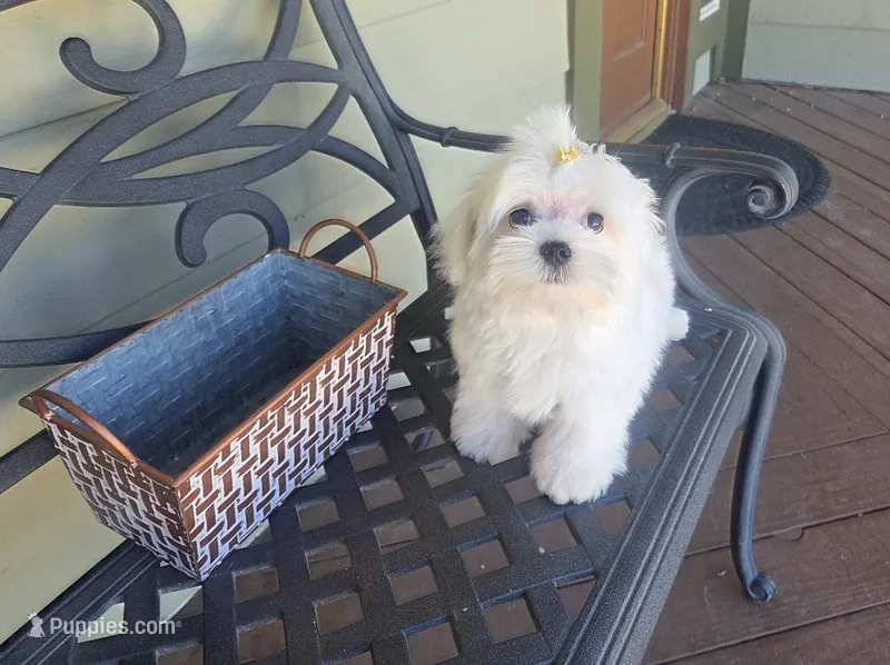 Lightning – Maltese puppy for sale in Santa Clarita, CA