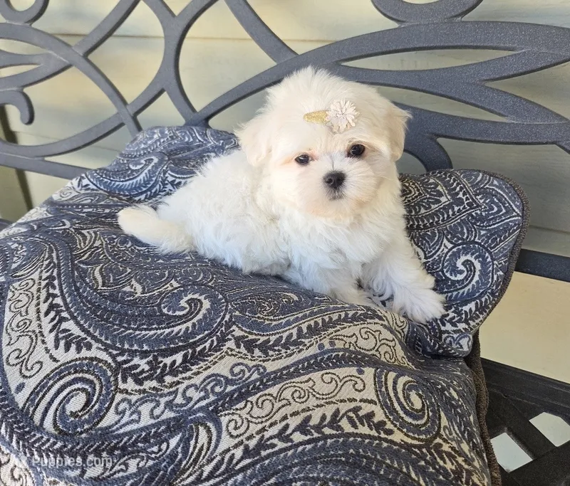 Cheese – Maltese puppy for sale in Santa Clarita, CA