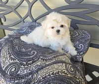Cheese, a female Maltese for sale in Santa Clarita, CA – 1 of 2