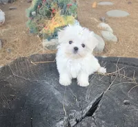 Soccer, a male Maltese for sale in Santa Clarita, CA – 4 of 4