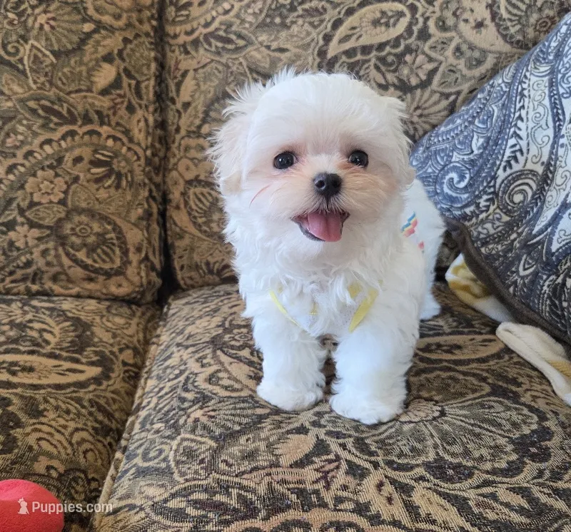 Donut (Male) – Maltese puppy for sale in Santa Clarita, CA