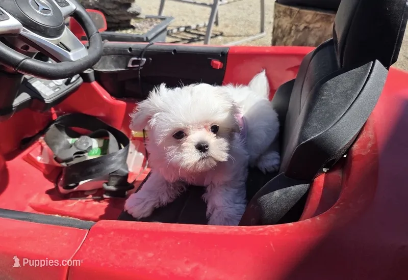 Bunny (Female) – Maltese puppy for sale in Santa Clarita, CA