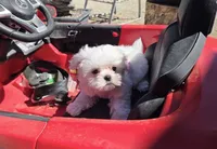 Bunny (Female), a  Maltese for sale in Santa Clarita, CA – 1 of 3