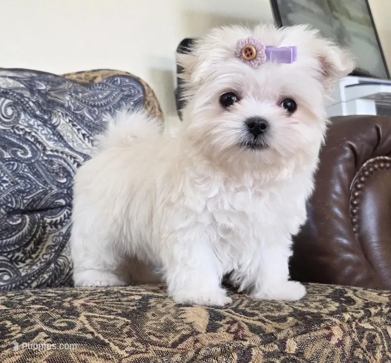 Bunny, a female Maltese for sale in Santa Clarita, CA – Photo 1 of 5